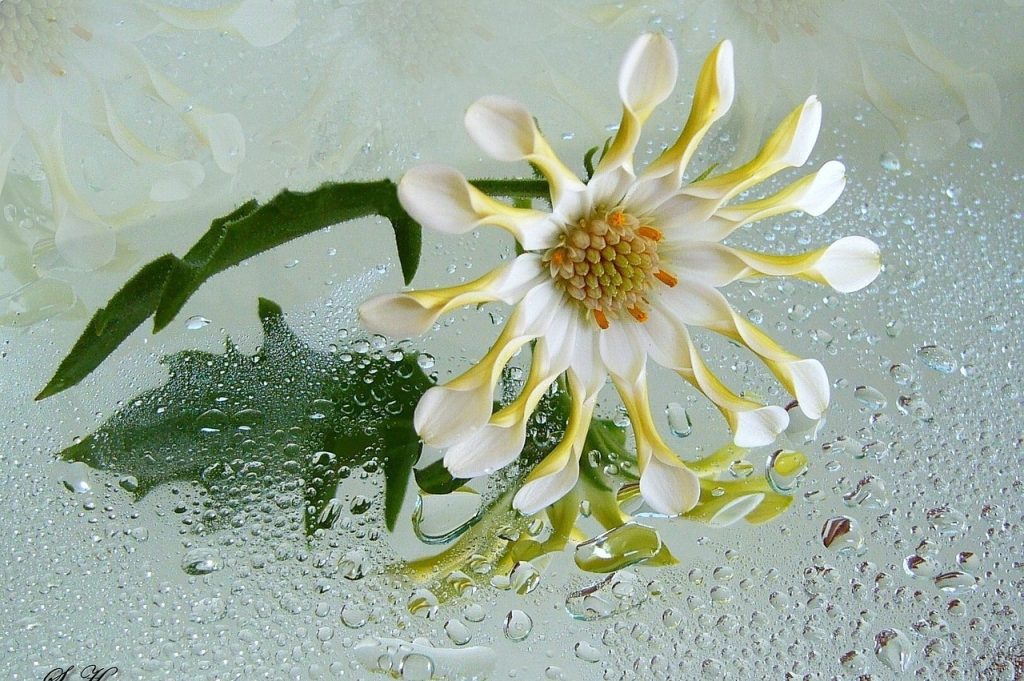 osteospermum-gdad2b34a7_1280